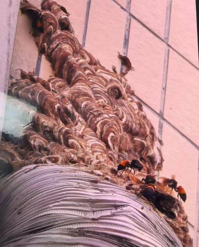 荷兰乙组联赛_别招惹!广东一老人中招荷兰乙组联赛,不幸去世