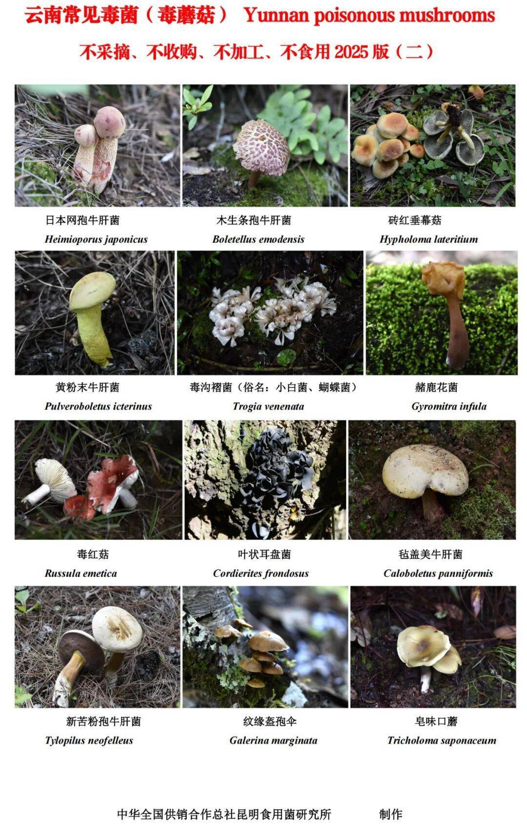 世界杯2026欧洲外围赛_云南毒菌名单公布世界杯2026欧洲外围赛！见手青被“除名”！新增→