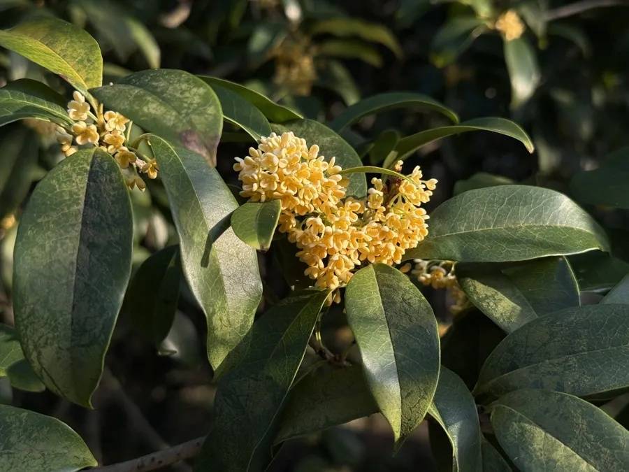 皇冠信用盘开户_上海天气大反转!雨水+冷空气来袭皇冠信用盘开户,气温将骤降...“差不多行了,再热就不礼貌了”