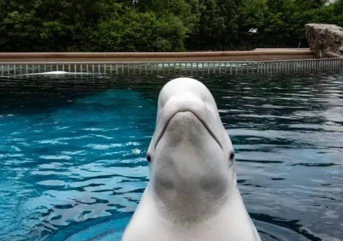 皇冠信用网代理出租_宁愿全部安乐死皇冠信用网代理出租,也不给中国?加拿大养不起30头白鲸,中国愿接手,然而...