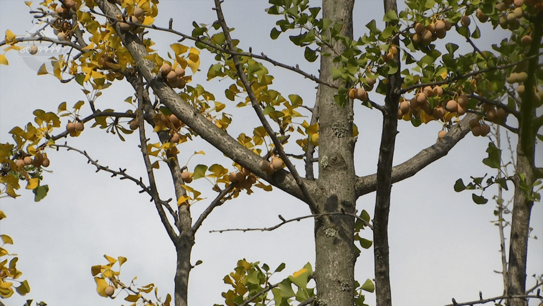 皇冠信用網在哪里开通
_不要捡皇冠信用網在哪里开通
!不要吃!昆明街头正大量出现……