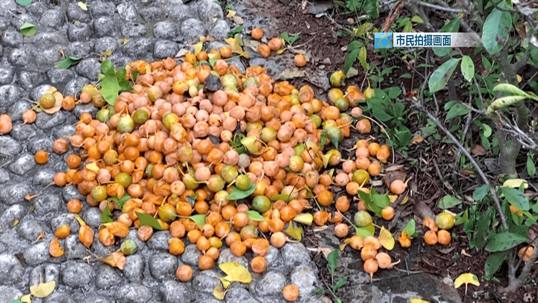 皇冠信用網在哪里开通
_不要捡皇冠信用網在哪里开通
!不要吃!昆明街头正大量出现……