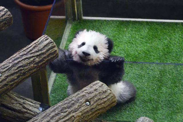 怎么申请皇冠信用网
_访华结束前怎么申请皇冠信用网
，马克龙把熊猫弄到手了