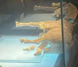 皇冠信用网在哪里开通_洛阳博物馆发布情况说明