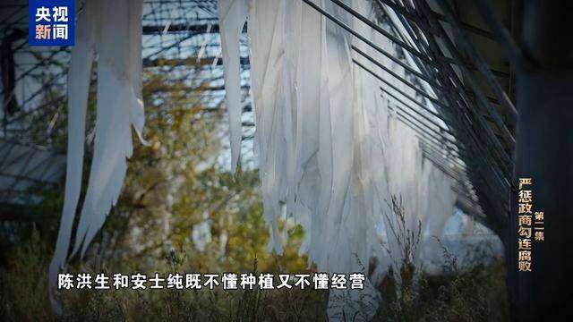 皇冠会员开户_反腐大片｜大搞亦官亦商皇冠会员开户，陈洪生花国家的钱种万亩“贪腐林场”