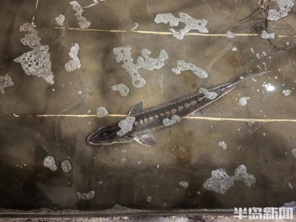 皇冠信用网会员_神奇！青岛渔民出海捕到一条怪鱼皇冠信用网会员，身价昂贵！